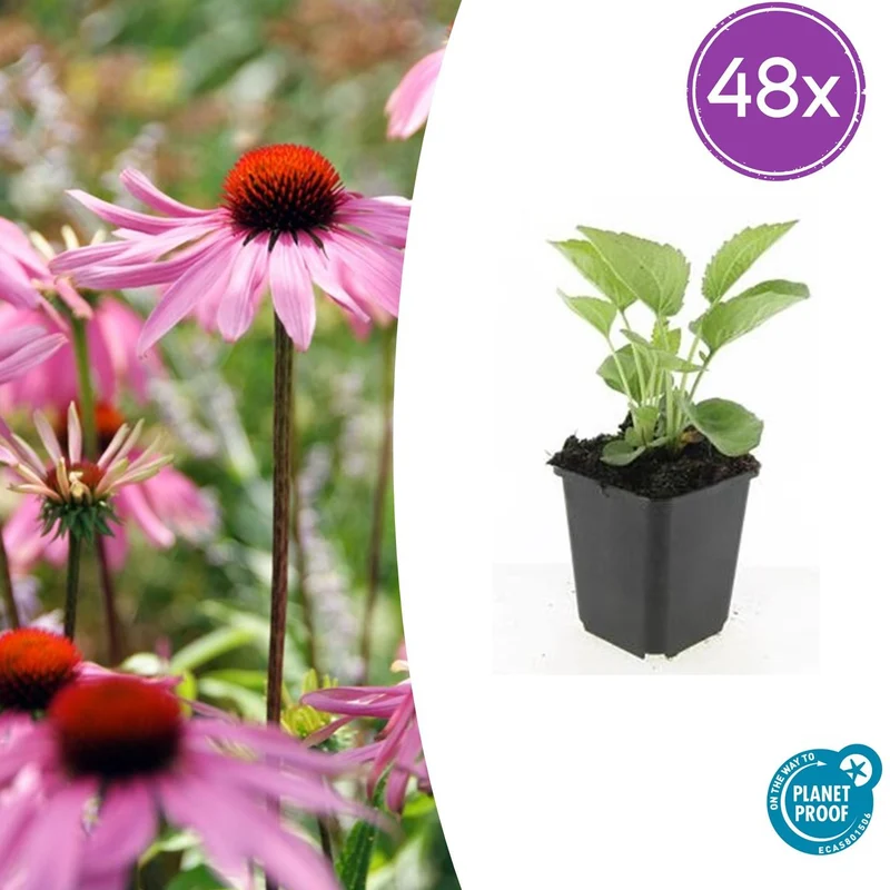 48x Echinacea p. 'Magnus'