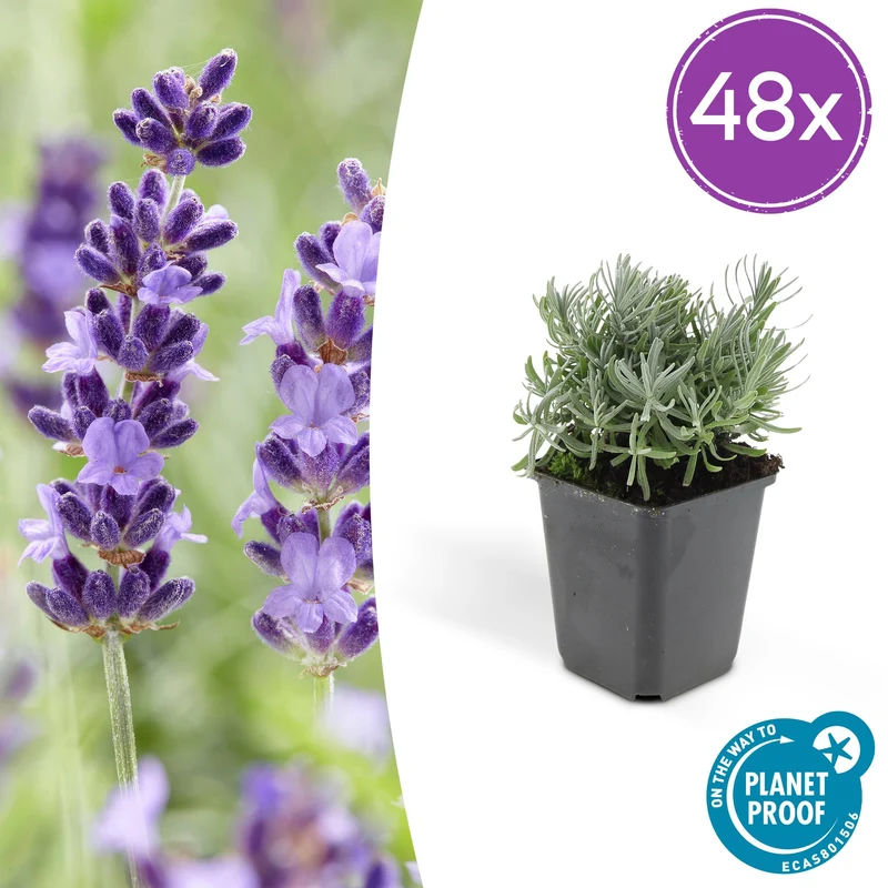 48x Lavandula 'Hidcote'
