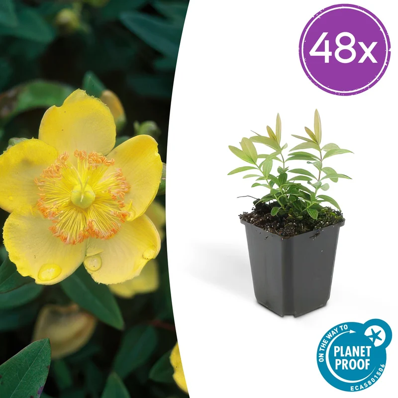 48x Hypericum calycinum