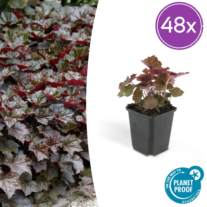 48x Heuchera mic. 'Palace Purple'