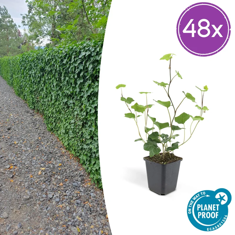 48x Hedera Hibernica