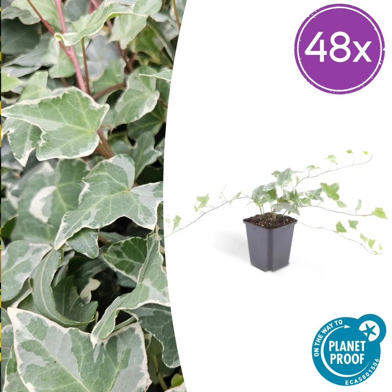 48x Hedera helix 'Glacier'