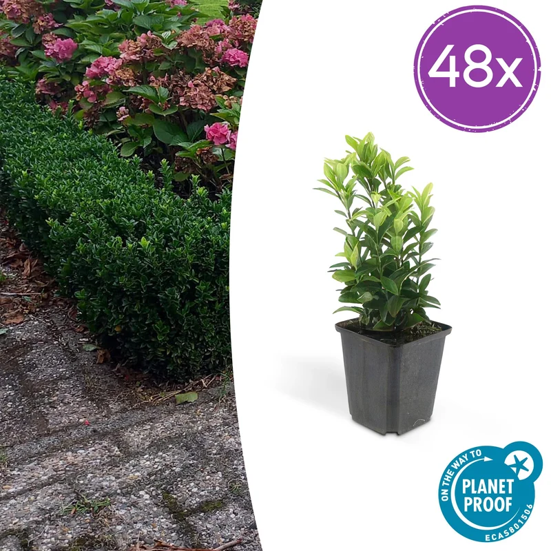 48x Euonymus jap. Green Spire