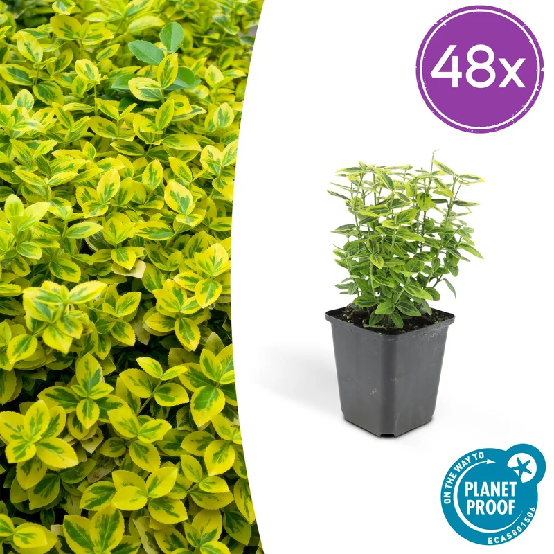 48x Euonymus fort. 'Emerald 'n Gold’