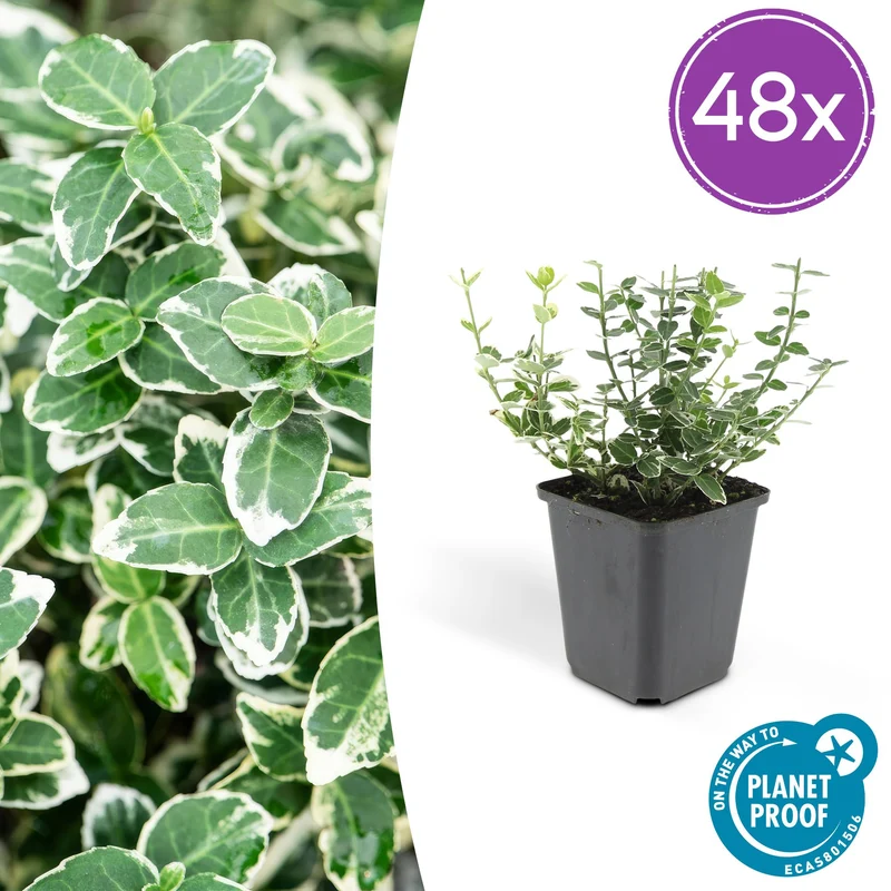 48x Euonymus fort. 'Emerald Gaiety'