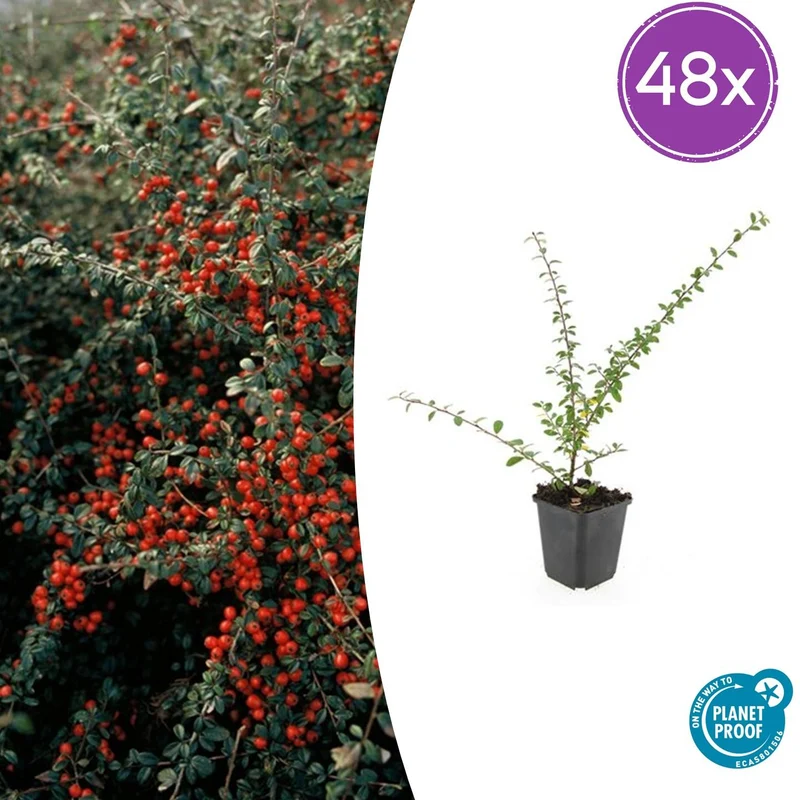 48x Cotoneaster suec. 'Coral Beauty'