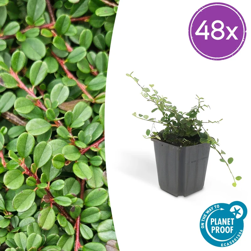 48x Cotoneaster pr. 'Streib's Findling'