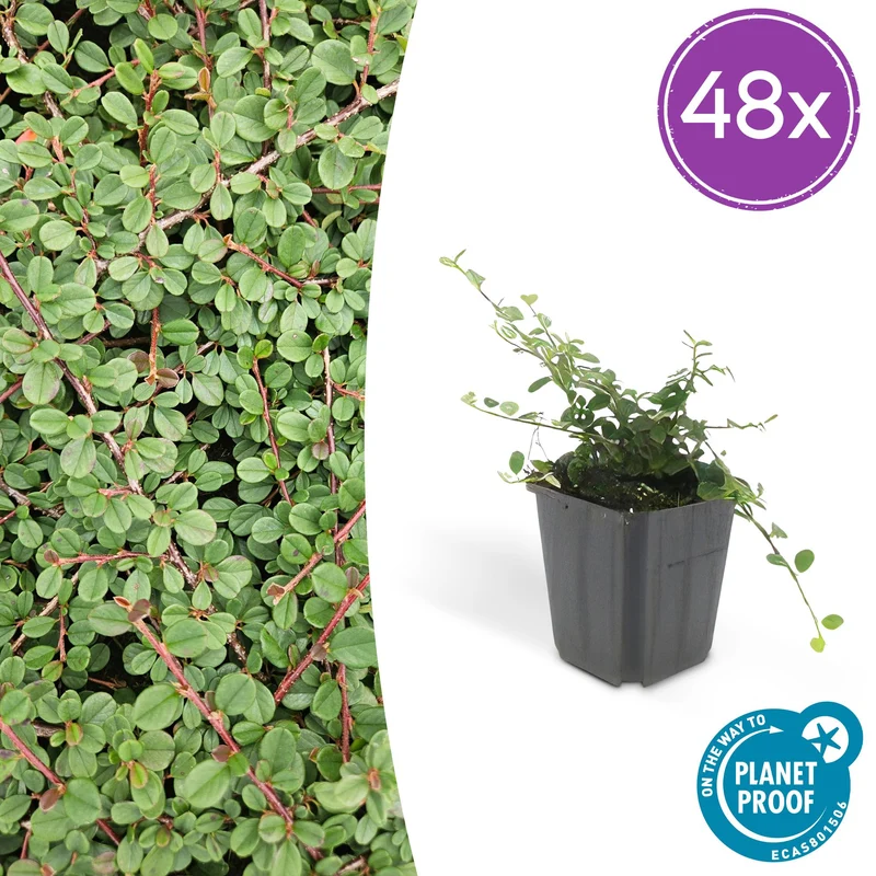 48x Cotoneaster pr. 'Queen of Carpets'