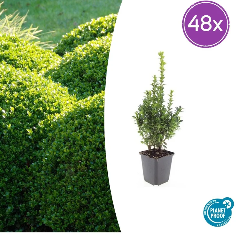 48x Buxus Sempervirens