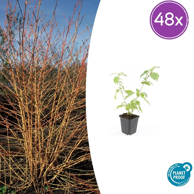 48x Cornus sang. 'Anny's Winter Orange'