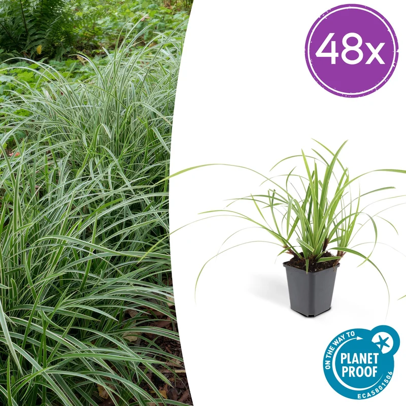 48x Carex morrowii 'Ice Dance'