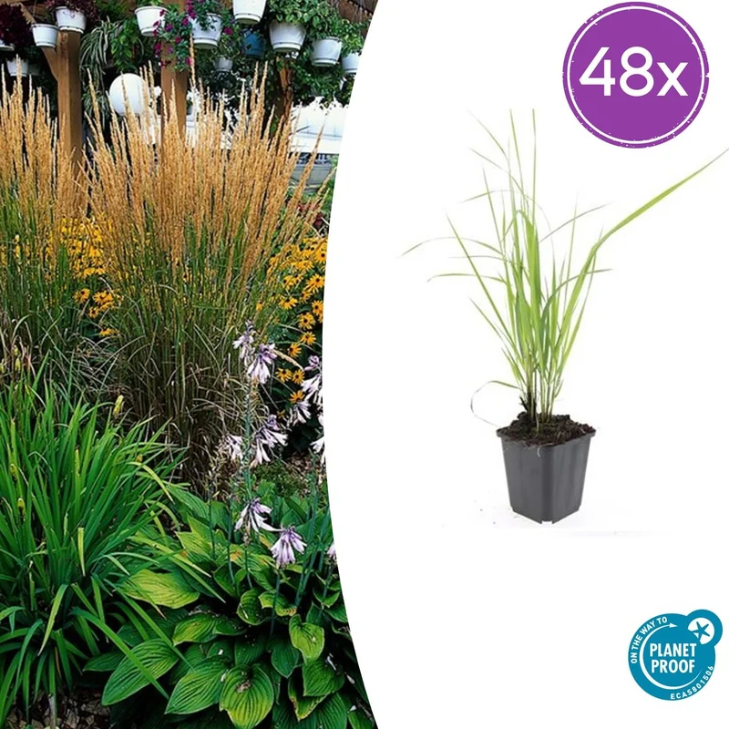 48x Calamagrostis acut. 'Karl Foerster'