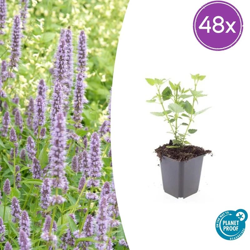 48x Agastache 'Blue Fortune'