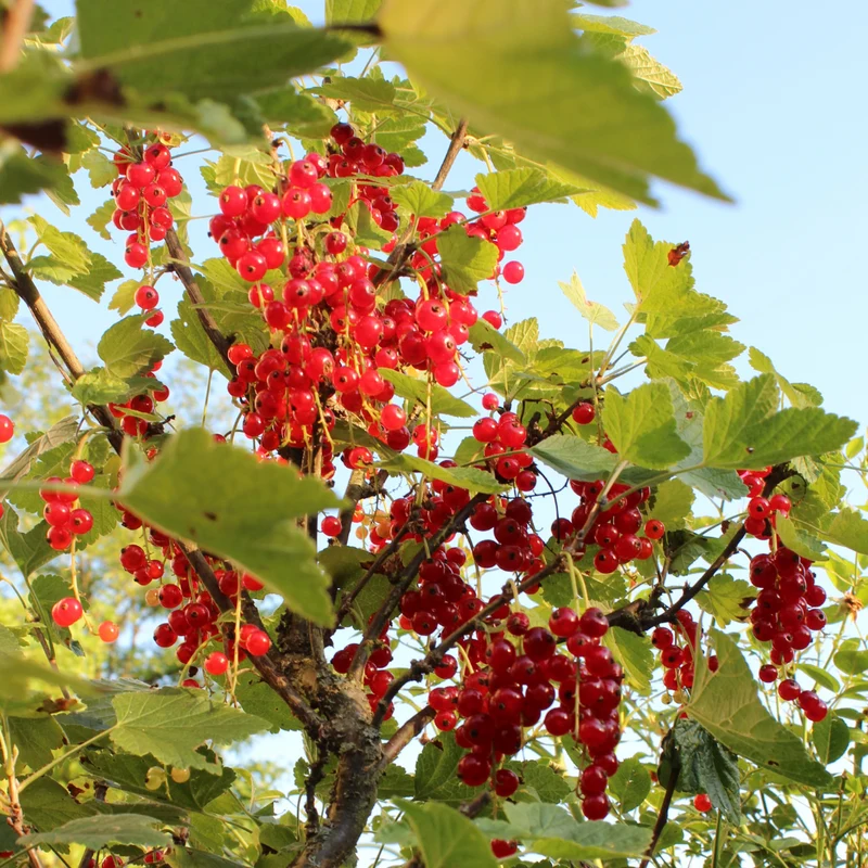 3 x Biologische Kruisbessenplanten