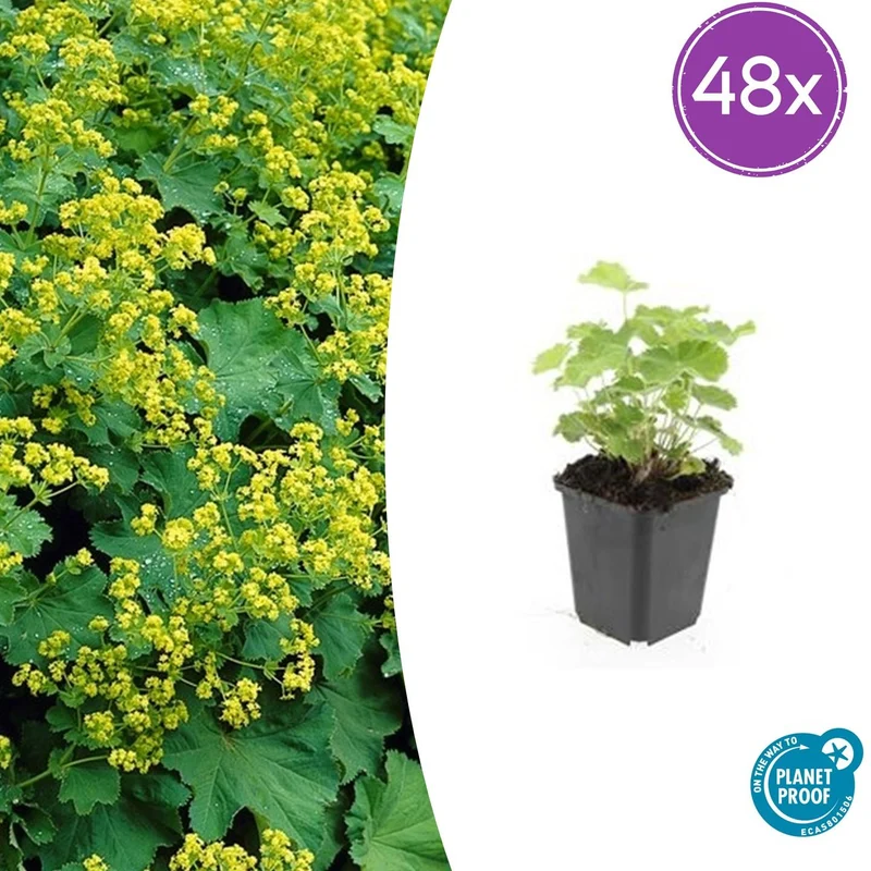 48x Alchemilla mollis