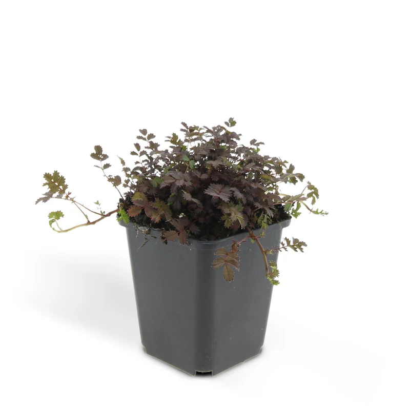 48x Acaena microphylla 'Kupferteppich'