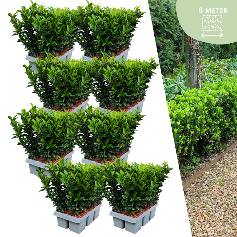 48 x Euonymus 'Green Spire'