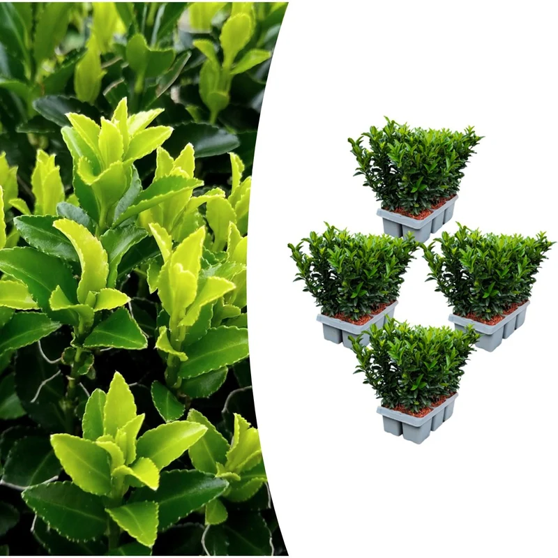 4 x Set van 6 Euonymus 'Green Spire'