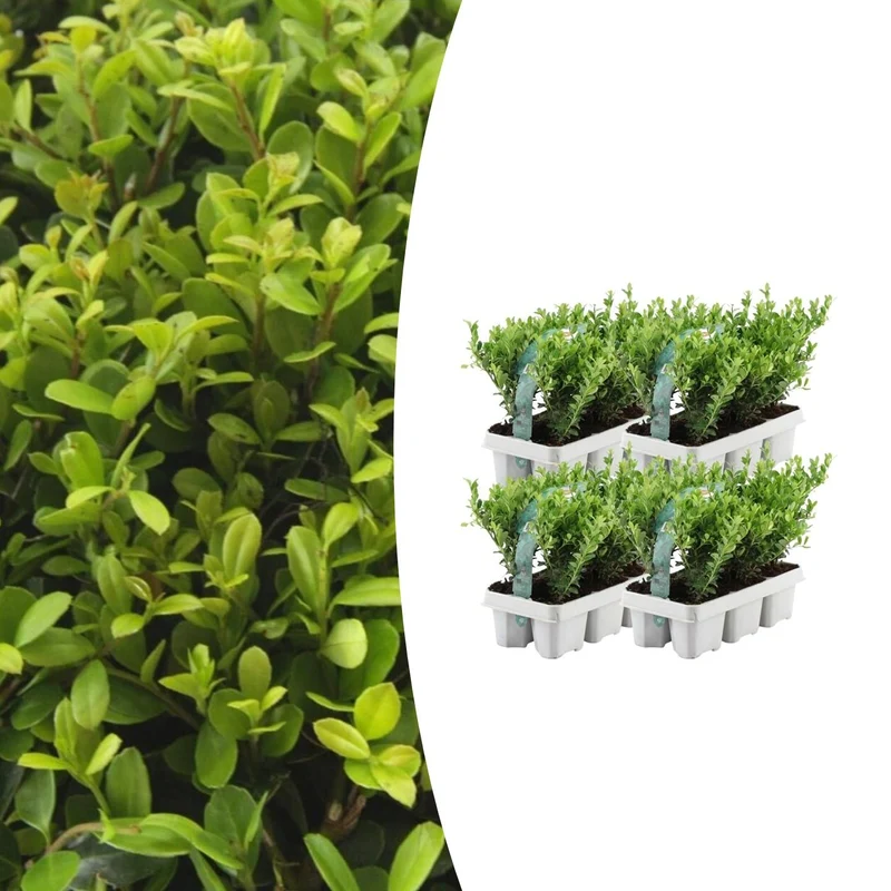 4 x Set van 6 Ilex crenata 'Jenny'