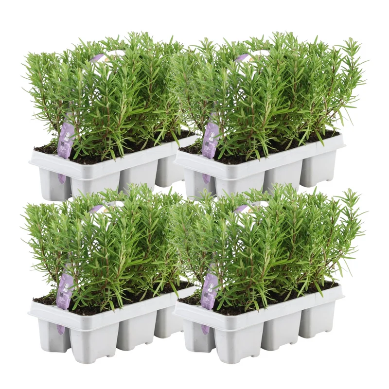 4 x Set van 6 Rosmarinus officinalis