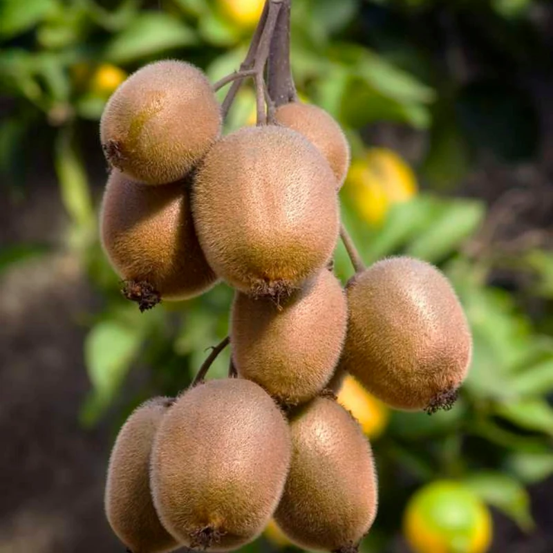 3 x Biologische kiwiplanten