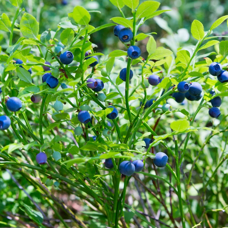 3x Bosbessenplanten