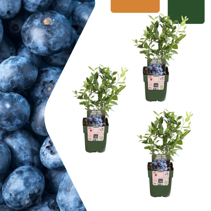 3 x Bosbessenplanten BIO