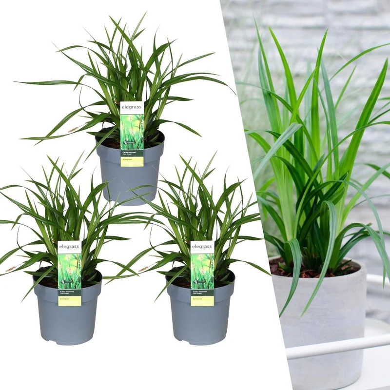 3 x Carex morrowi 'Irish Green'
