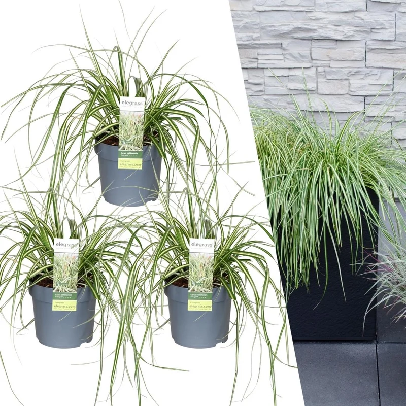 3 x Carex hachijoensis 'Evergold'