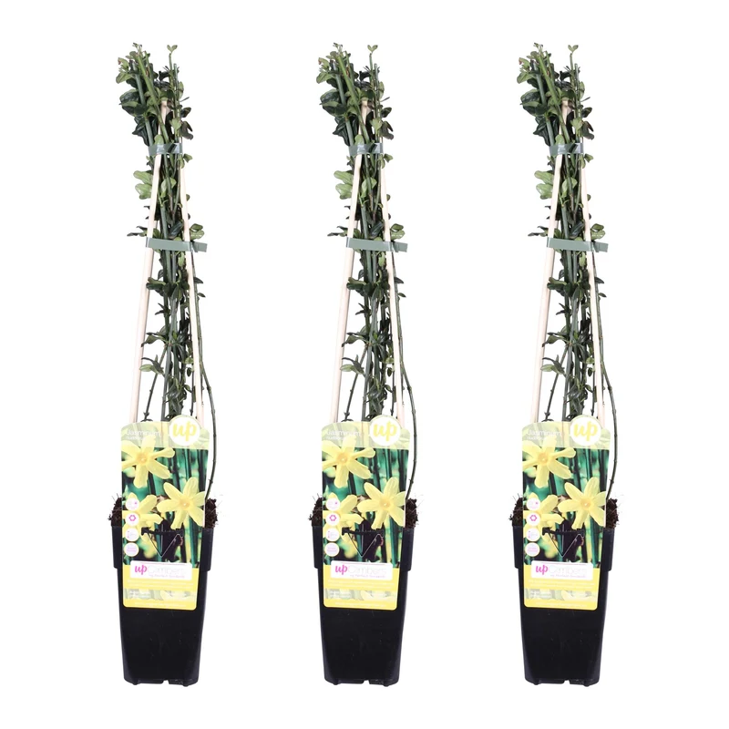 3x - Jasminum nudiflorum