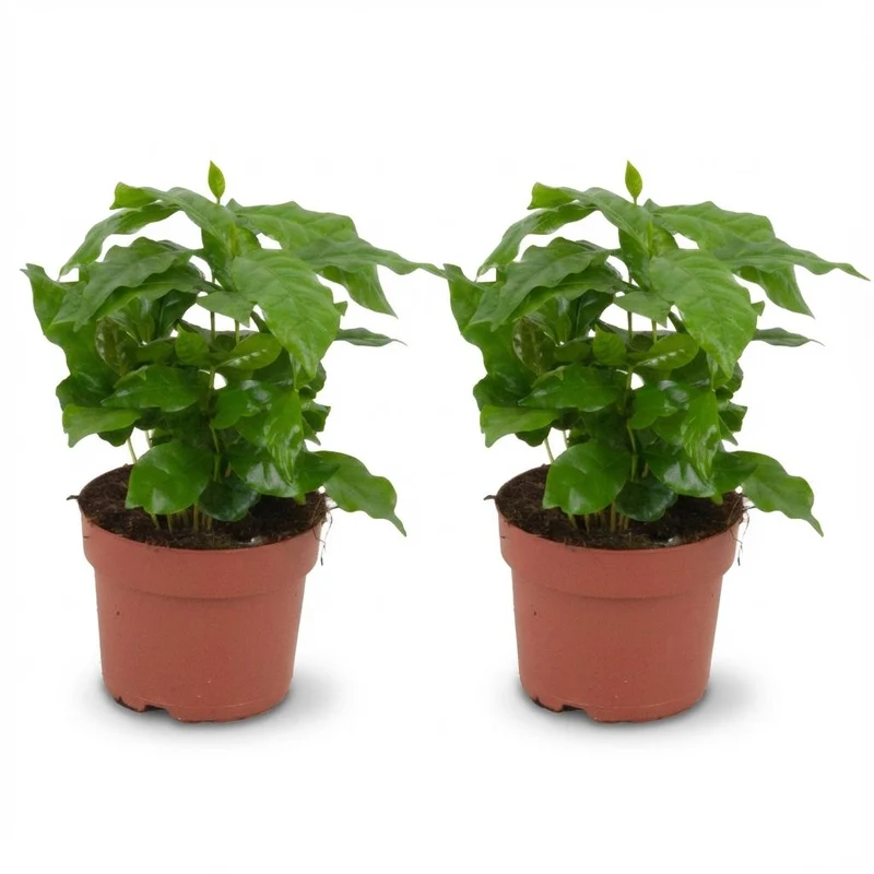 2x Coffea Arabica Koffieplant