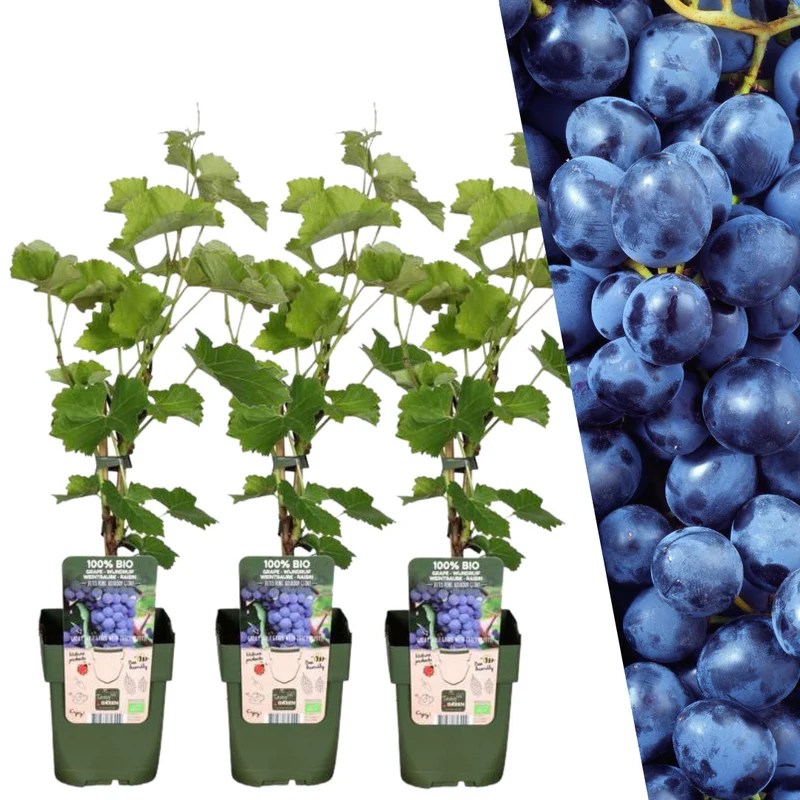 3 x Biologische Druivenplanten