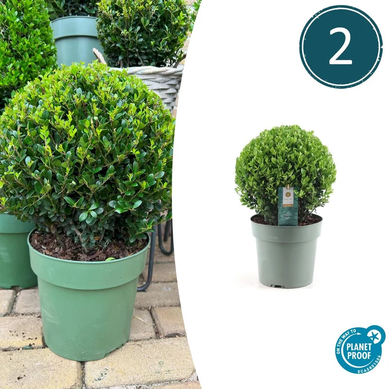 2x Ilex crenata 'Jenny' bol XL | set van 2 stuks