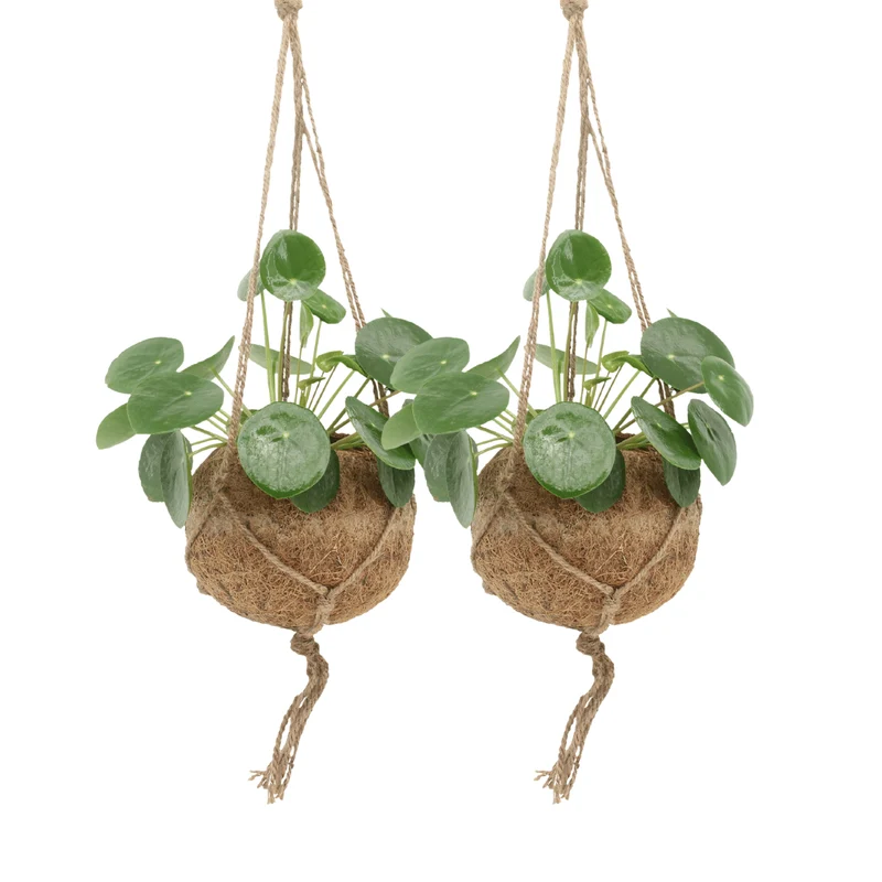 2x Kokodama Pilea Peperomiodes - Pannekoekenplant