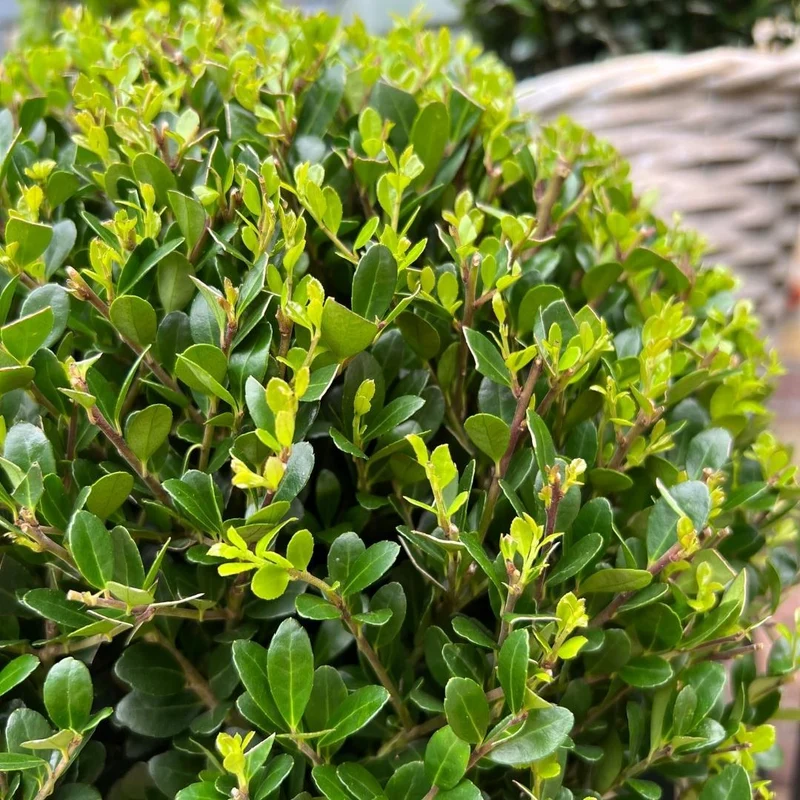 2x Ilex crenata 'Jenny' bol in rietenmand | set van 2 stuks