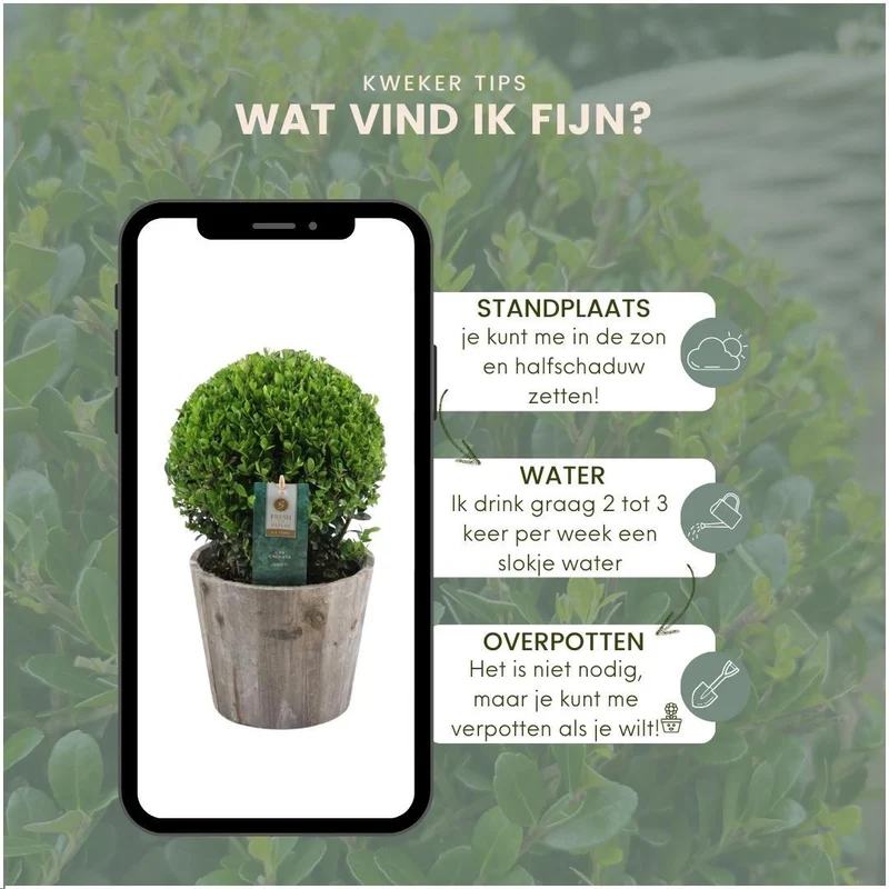 2x Ilex crenata 'Jenny' bol in houten pot | set van 2 stuks