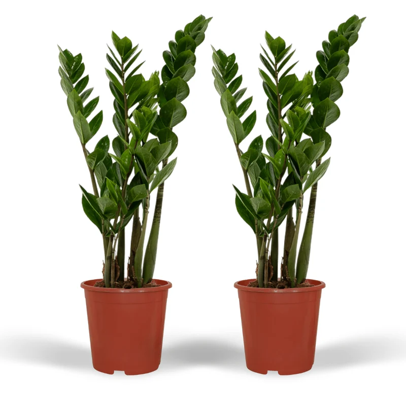 2x Zamioculcas Zamiifolia - Emerald palm