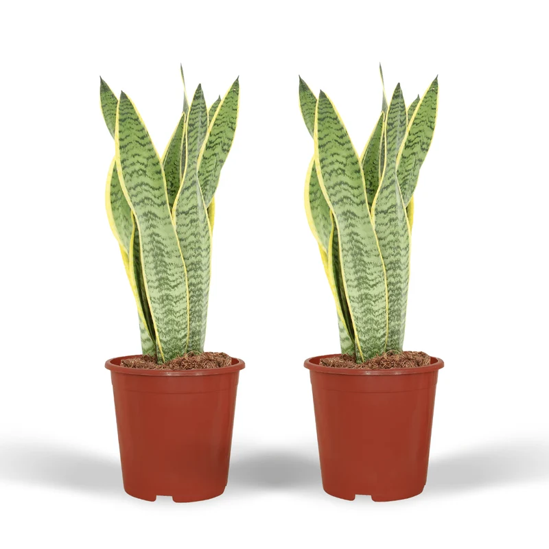 2x Sansevieria Laurentii - Vrouwentong