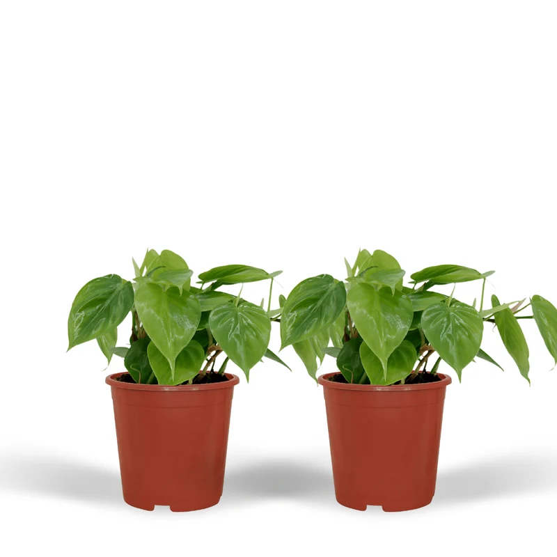 2x Philodendron Scandens