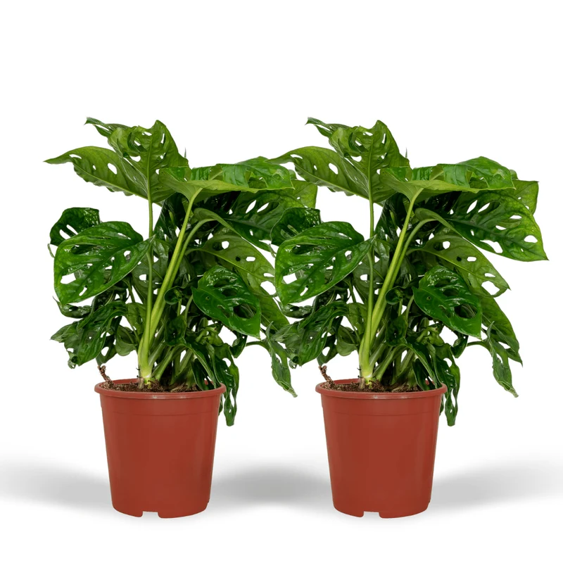 2x Monstera Monkey Leaf - Gatenplant