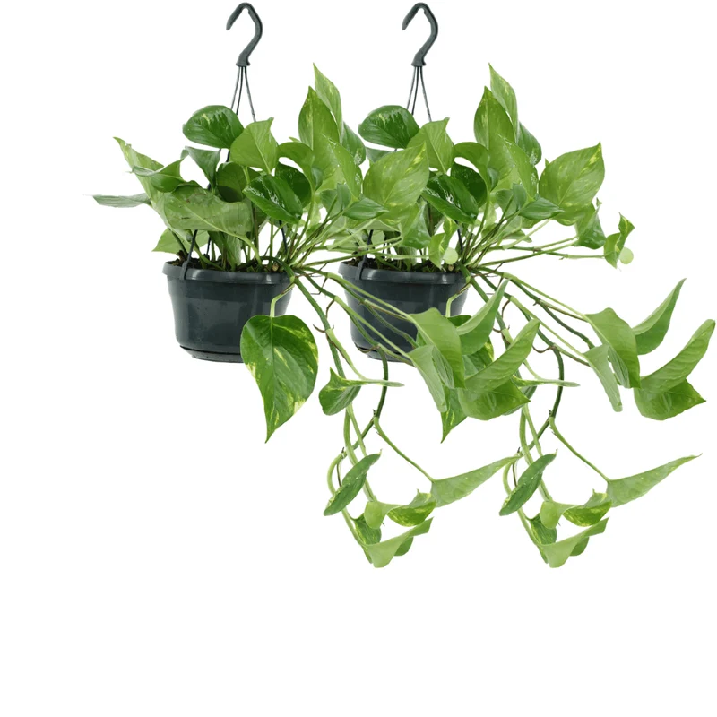 2x Epipremnum Aureum - Scindapsus