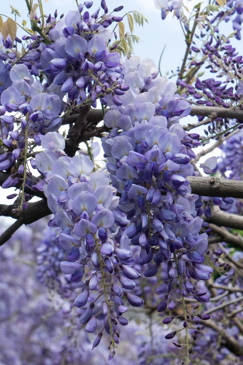 2x Wisteria sinensis 'Prolific'