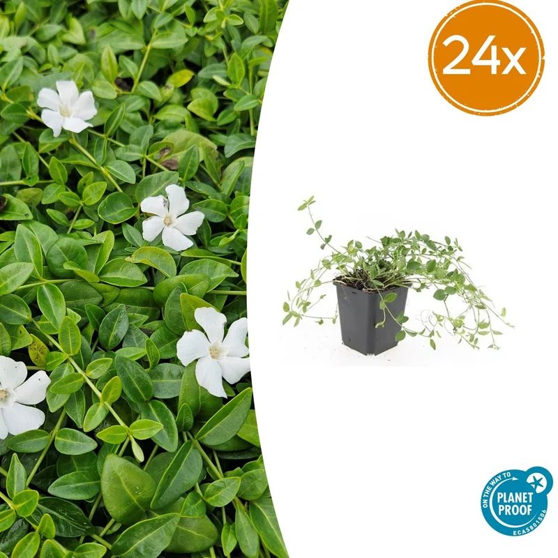 24x Vinca minor 'Gertrude Jekyll'