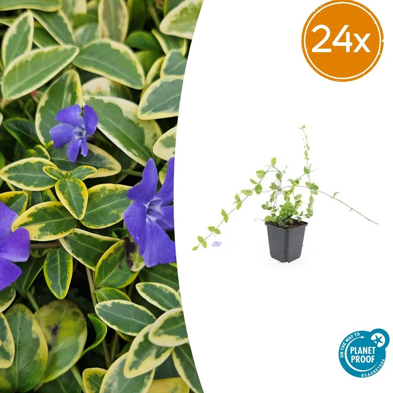 24x Vinca minor 'Blue and Gold'