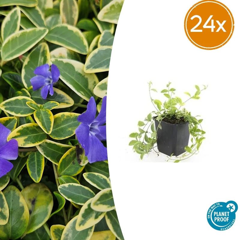 24x Vinca minor 'Aureovariegata'