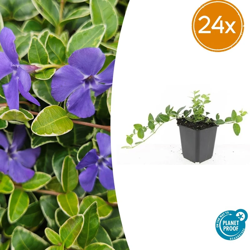 24x Vinca minor 'Ralph Shugert'