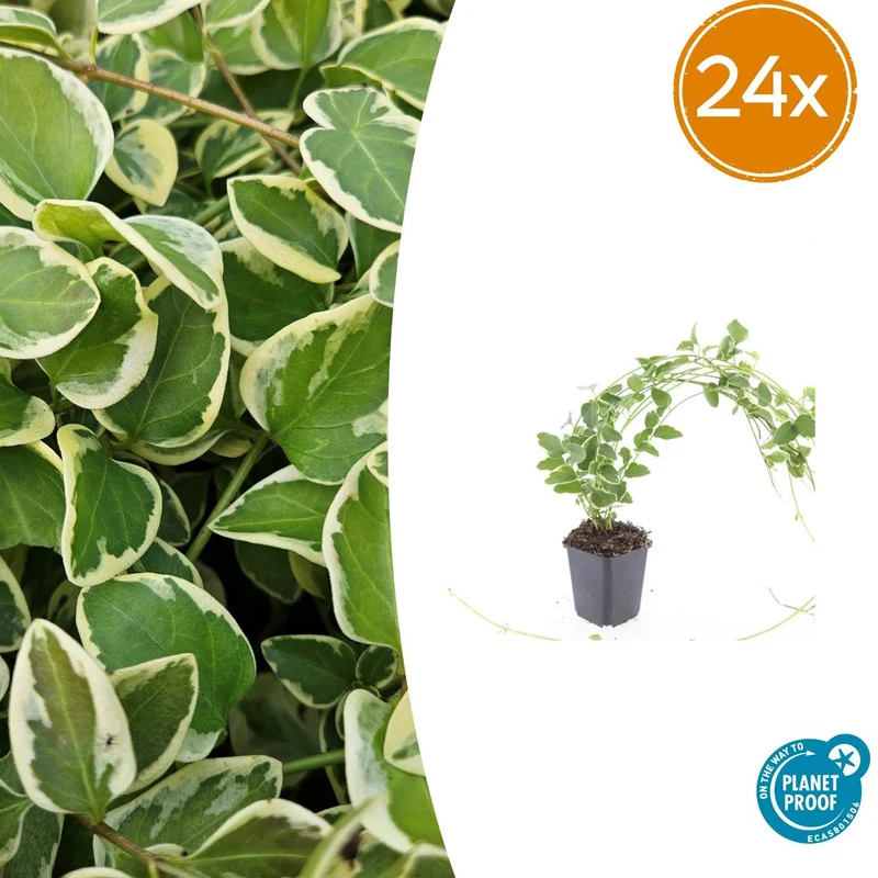 24x Vinca major 'Variegata'