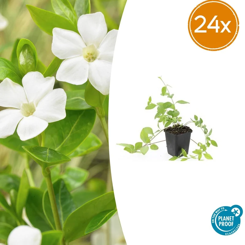 24x Vinca major 'Alba'
