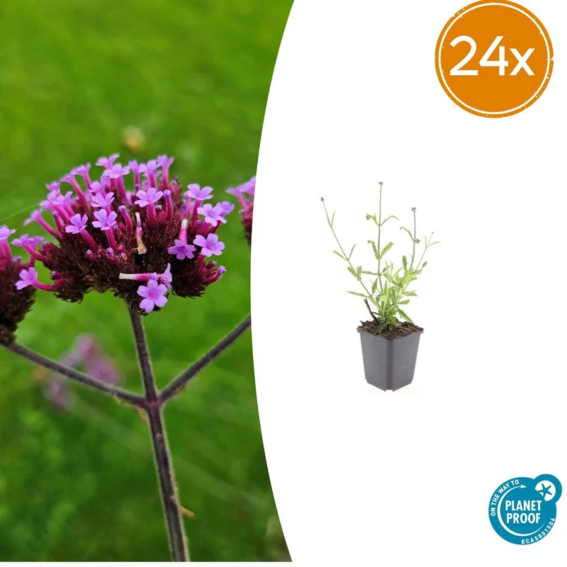 24x Verbena bon. 'Lollipop'