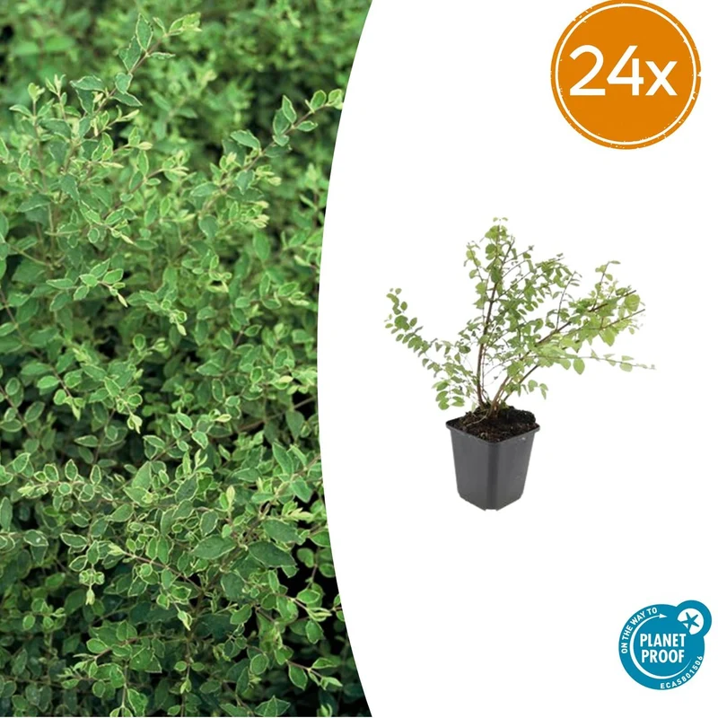 24x Symphoricarpos ch. 'Hancock'